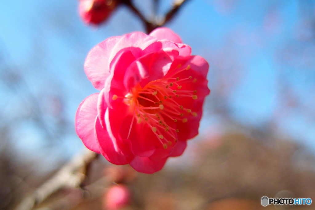 梅の花