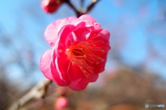 梅の花