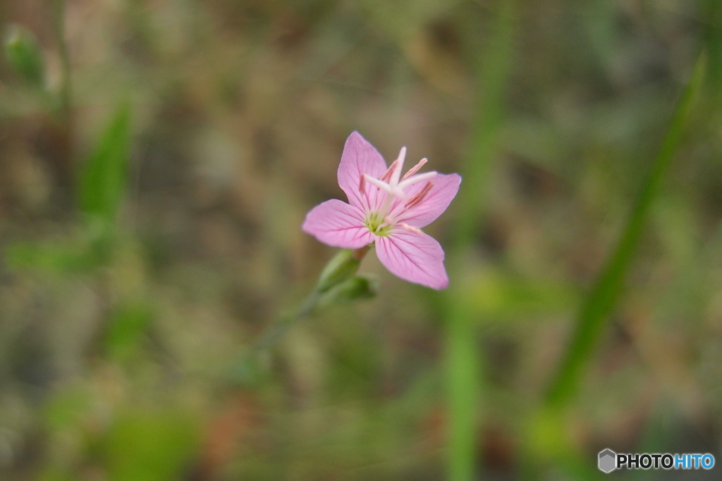 道端の咲く花