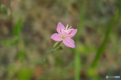 道端の咲く花