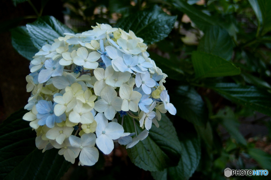 道端に咲く花