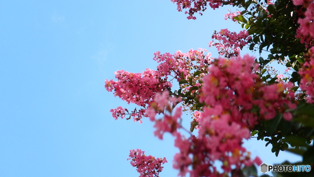 道端に咲く花