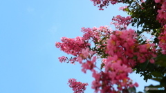 道端に咲く花