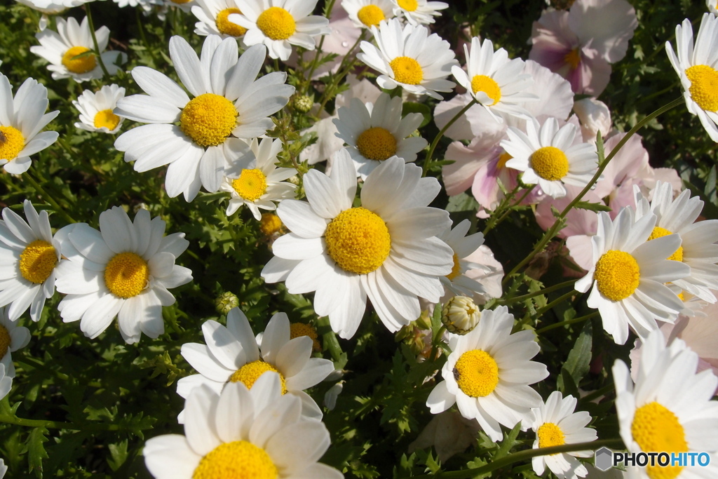 道端に咲く花