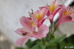 道端に咲く花