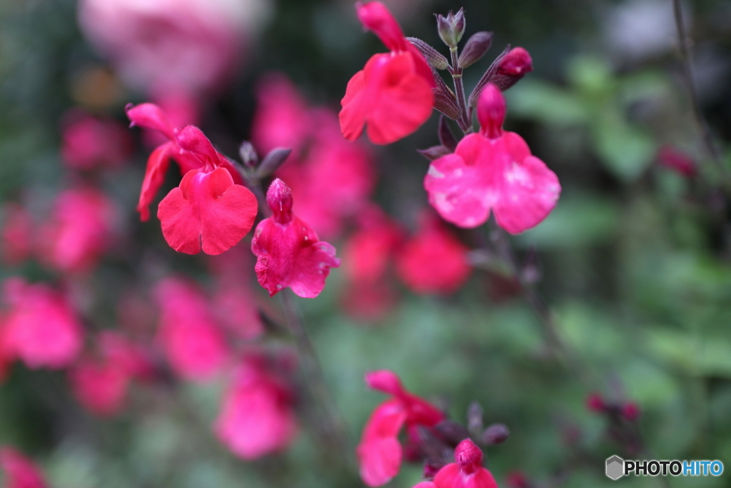 道端に咲く花