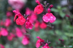 道端に咲く花