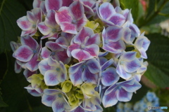 道端に咲く花