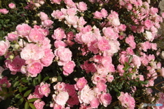薔薇