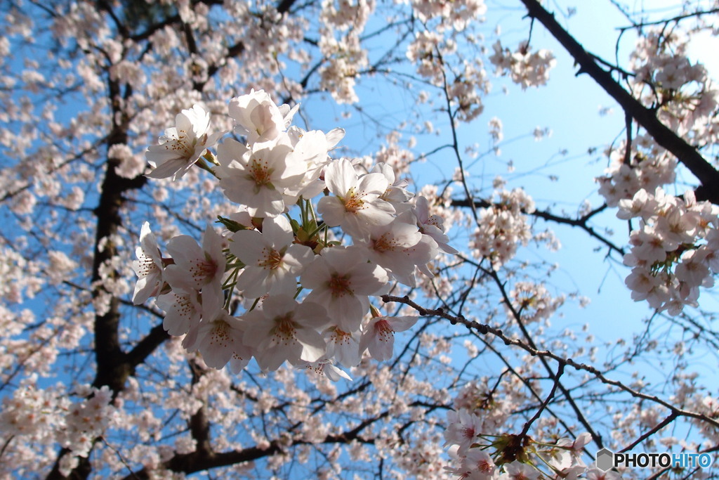  桜