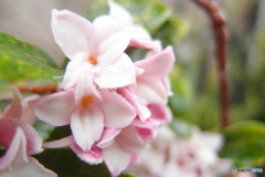 道端に咲く花