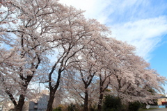 サクラ