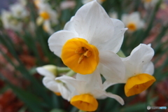 道端に咲く花