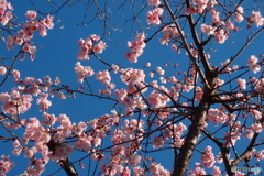道端に咲く花