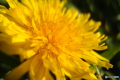 道端に咲く花