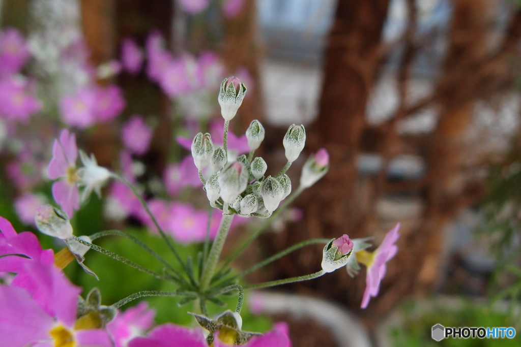 道端に咲く花