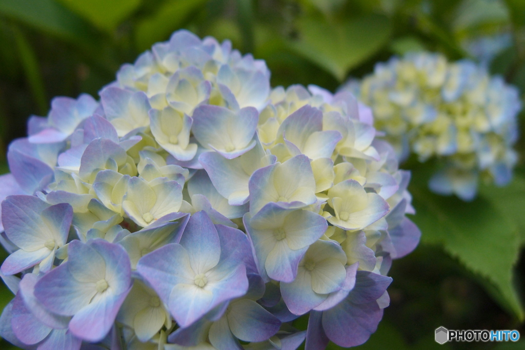 道端に咲く花