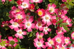 薔薇