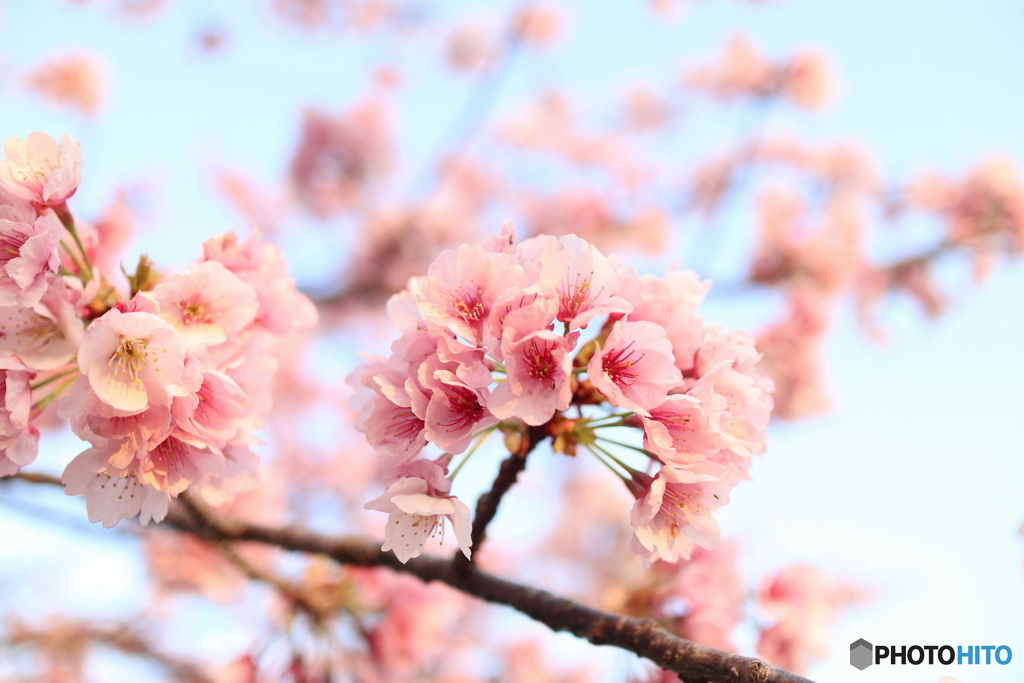 道端に咲く花