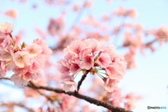 道端に咲く花
