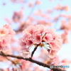 道端に咲く花