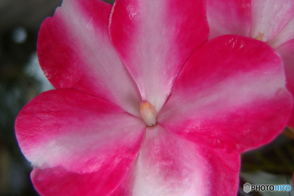 道端に咲く花