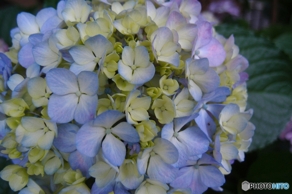 道端に咲く花