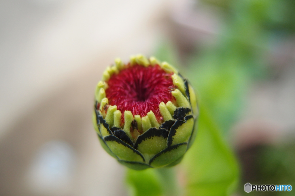 道端に咲く花