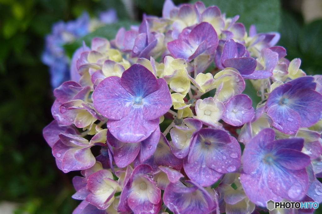 道端に咲く花