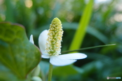 道端に咲く花