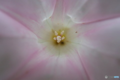 道端に咲く花