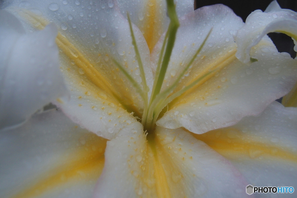道端に咲く花 By 永遠の初心者 Id 写真共有サイト Photohito 道端に咲く花 By 永遠の初心者 Id 写真共有サイト Photohito