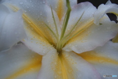 道端に咲く花