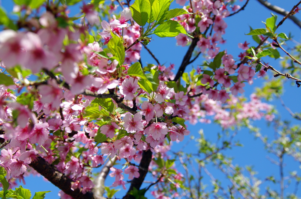 葉桜