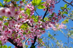 葉桜