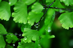 雫