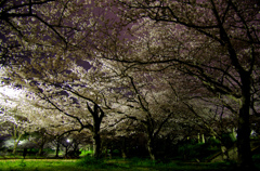 夜桜