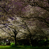 夜桜