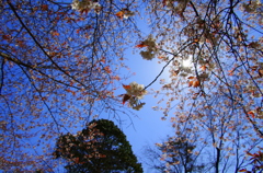 IMGP1132