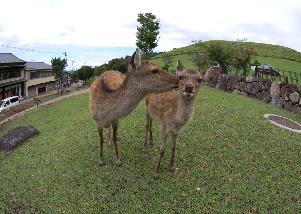 仲良しおやこ