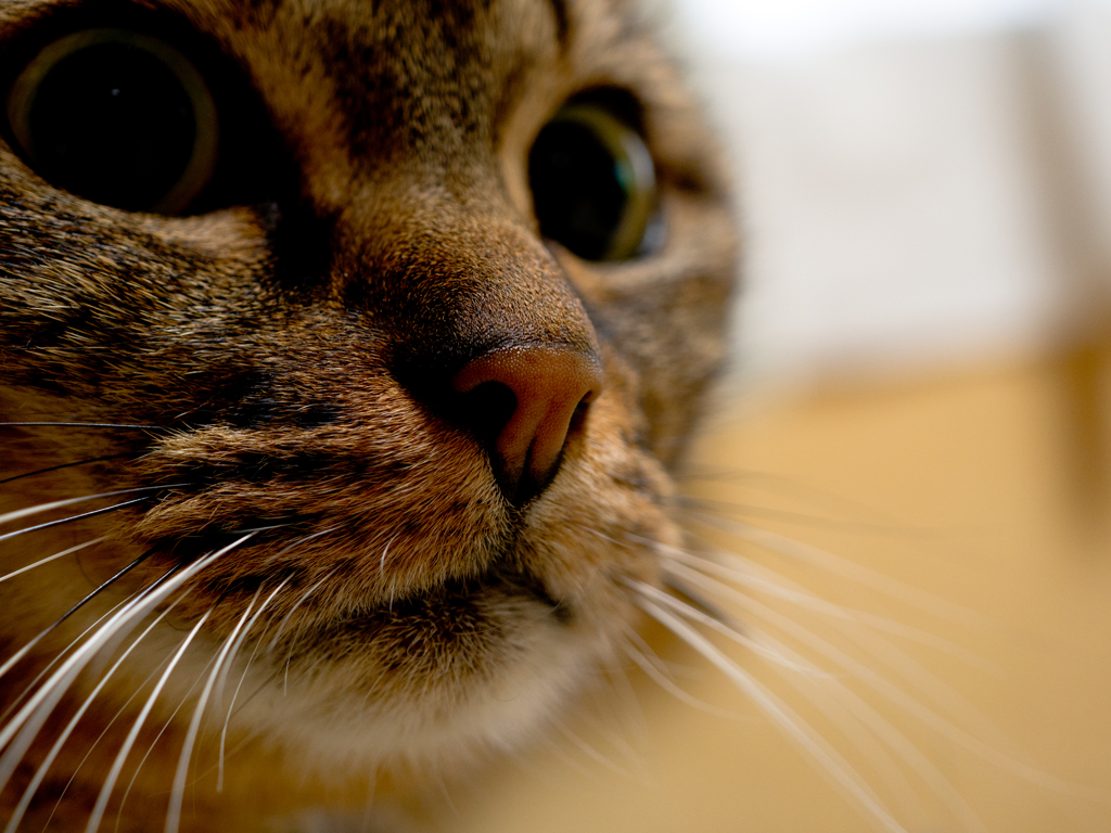 猫の鼻