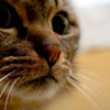 猫の鼻