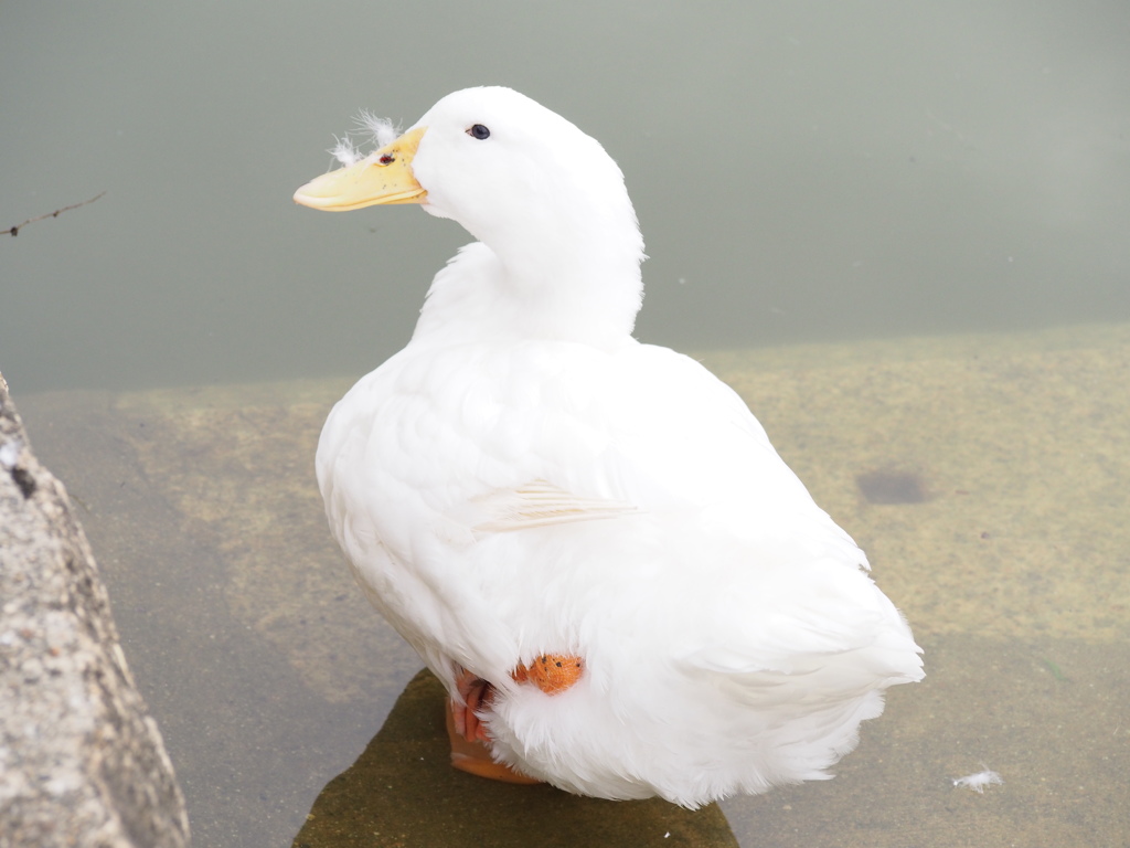 鼻毛でてますよ