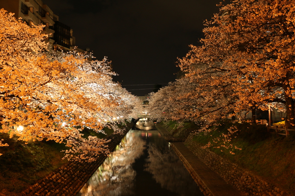 松川の夜桜