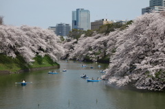 千鳥ヶ淵の春
