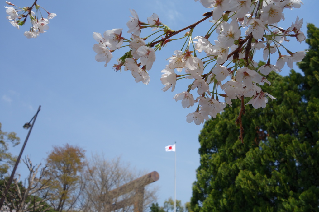 桜と日の丸