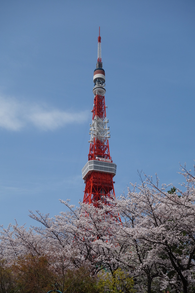桜と東京タワー