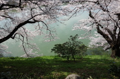 桜、そして緑へ。