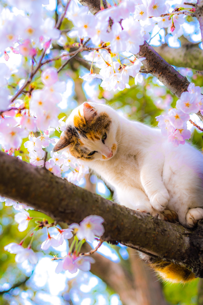 桜の上のミケっち
