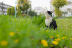 猫、春を感じる